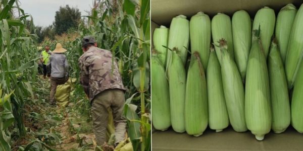 永定三生有機鮮食玉米喜迎豐收