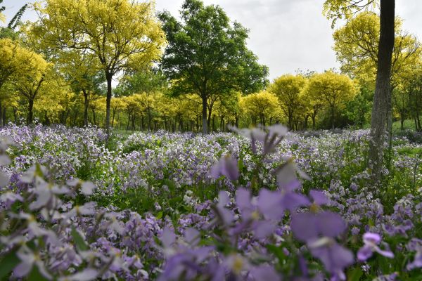 天津市東麗郊野公園PPP項(xiàng)目順利通過2022年上半年運(yùn)維績(jī)效考核